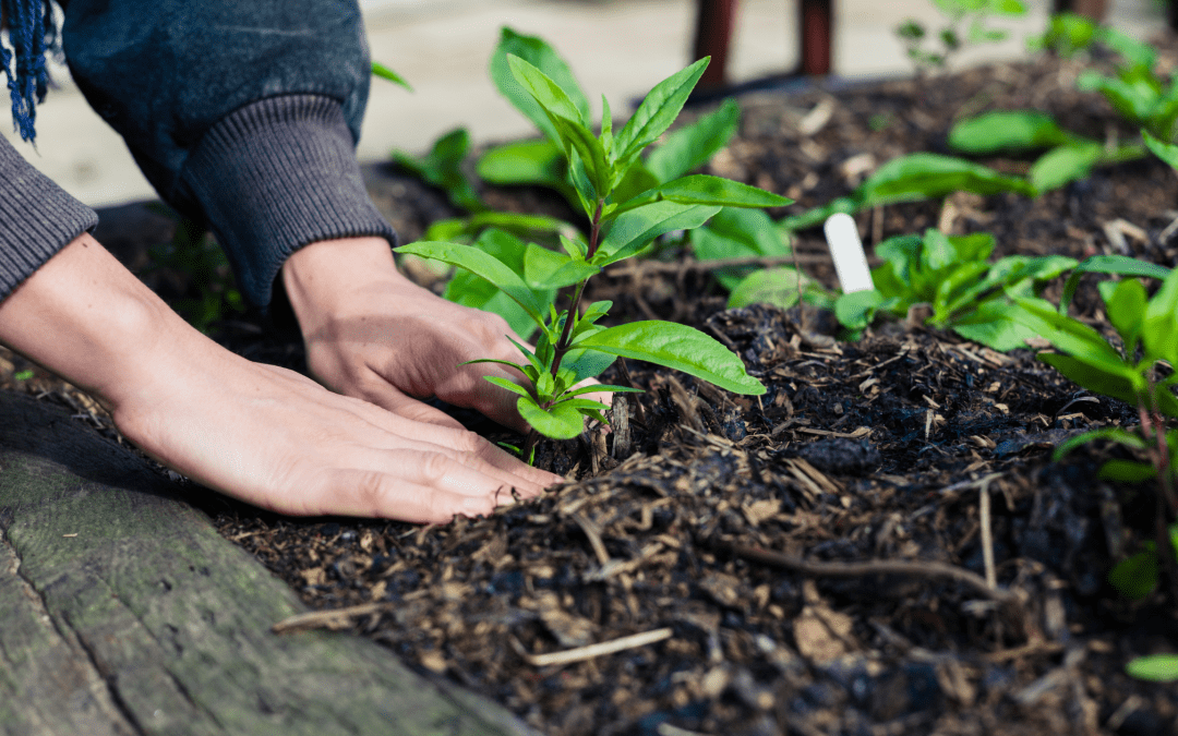 Returning to the Garden